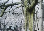 Beech Tree Padley Gorge.jpg